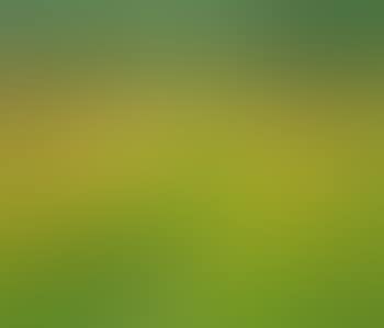 Cornfield in bloom (preview)