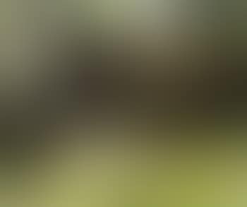 Omer (preview)