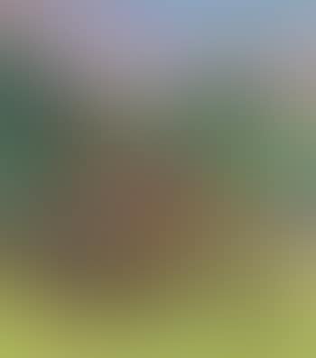 Summer meadow - North Koster (preview)