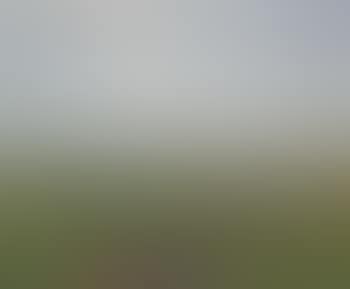 Summer on the banks of the Rhine (preview)