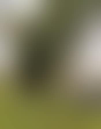 Promenade en foret (preview)