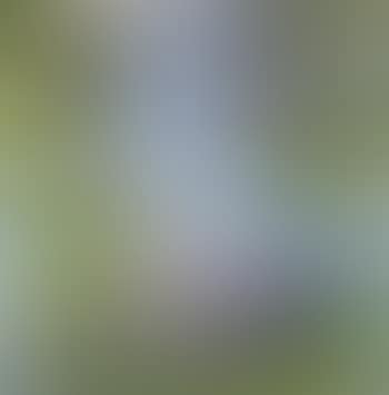 Nympheas (preview)