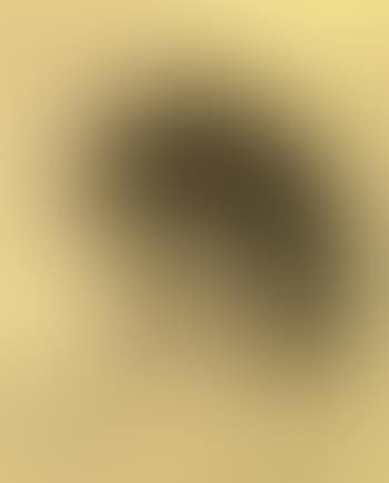 Le chat (preview)