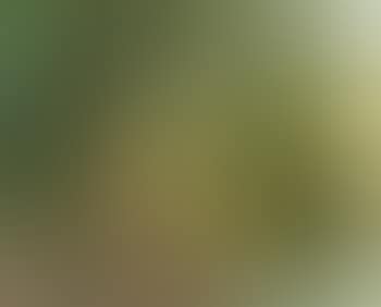 Paysage (preview)