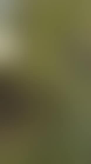 Study of trees (preview)
