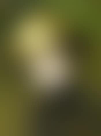 Portrait of a woman (preview)