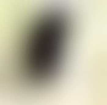Lone bird (preview)