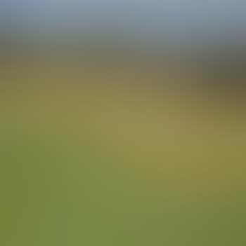 Meadow with goldfinches (preview)