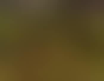 Trees on a grassy knoll (preview)