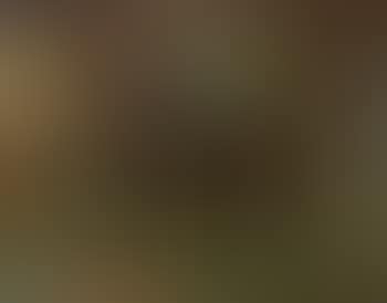 Evening landscape with goats (preview)