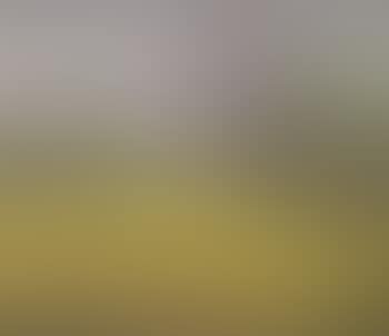 Yellow field (preview)