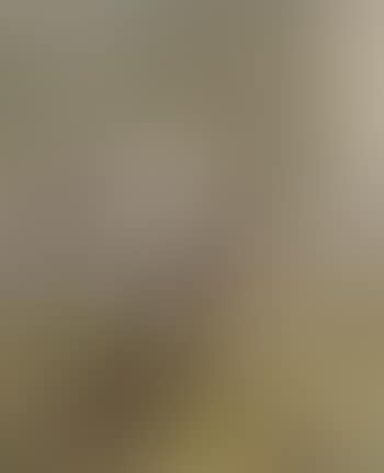 Olive tree (preview)