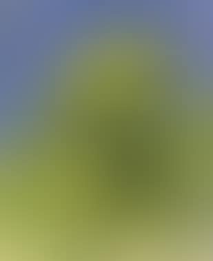 Green trees (preview)