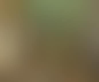Wooded landscape (preview)
