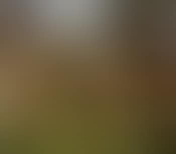 Le jardin (preview)