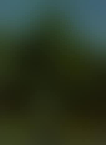 Landscape with birch trees (preview)