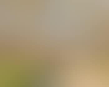 Paysage (preview)