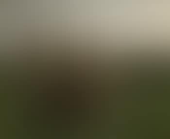 The hay harvest (preview)