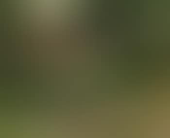 Geese by pond, thatched farm in background (preview)
