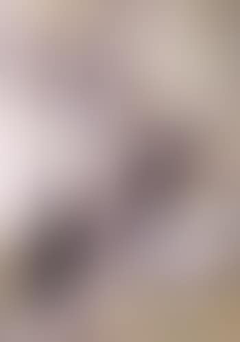 Ghost gums (preview)