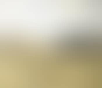 Sheep on a hill, landscape, rosebud (preview)