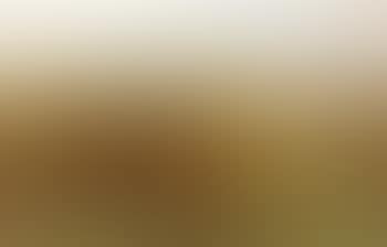Golden gorse (preview)