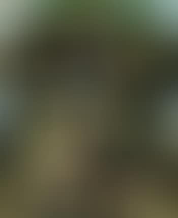 Trees (preview)