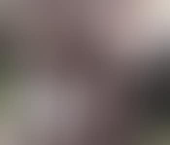 Demontee (preview)