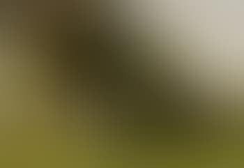 Study of trees along hedgerow (preview)