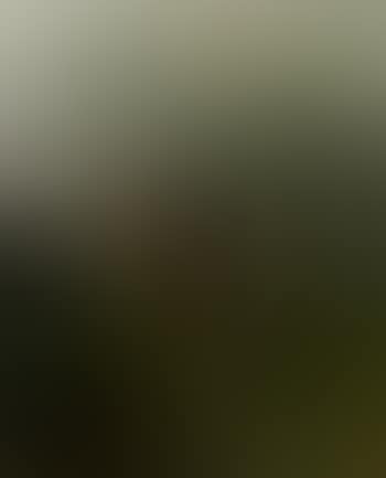Cows in meadow, storm approaching (preview)
