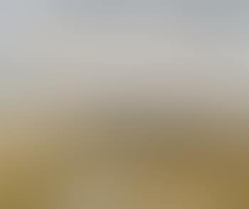 Rosebud landscape (preview)