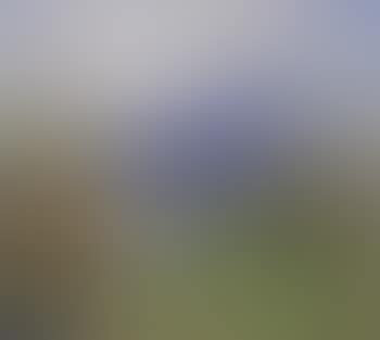 On the banks of the Upper Rhine (preview)