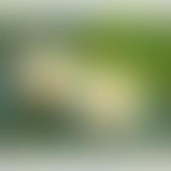 Water lily (preview)