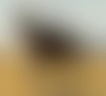 Young woman on horseback (preview)