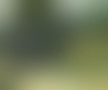 Paysage (preview)
