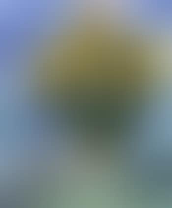 Tournesols a Saint-Paul (preview)