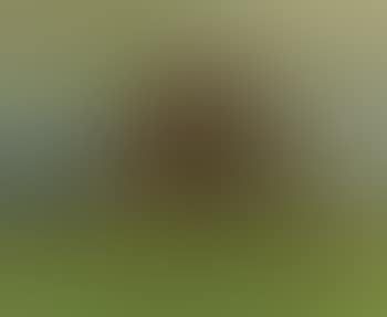 Landscape with a tree in autumn (preview)