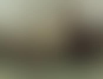 Paysage aux vaches (preview)