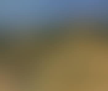 Wheat field (preview)