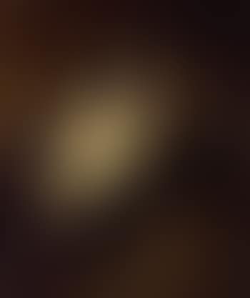 Spaniels (preview)