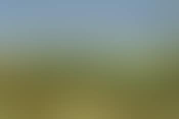 Field landscape (preview)