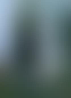 Summer landscape with large trees (preview)