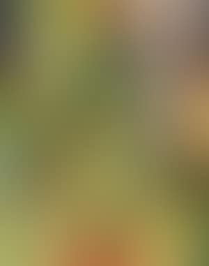 Composition (preview)