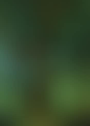 The animals' tree II (preview)