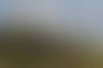 Cows in a field (preview)