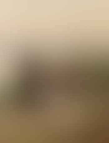 Long tailed duck, summer (preview)