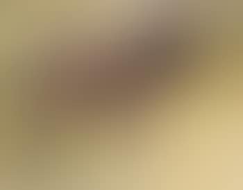 A donkey (preview)