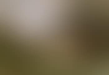 Horses at pasture (preview)