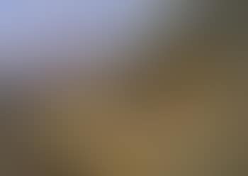 Partridges (preview)