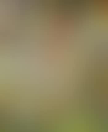 Spiral composition (preview)